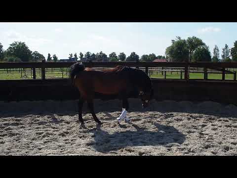 Vangelis (Ekstern x Galifa by Nadejni)