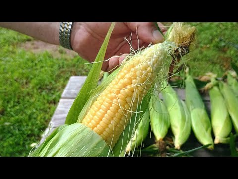 Harvesting corn