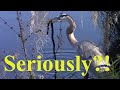 Great Blue Heron Swallows A Large Snake