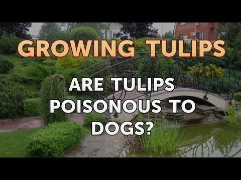 download lagu mp3 mp4 Are Tulips Safe For Cats, download lagu Are Tulips Safe For Cats gratis, unduh video klip Are Tulips Safe For Cats