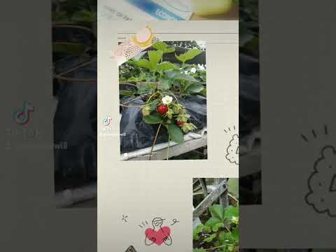 Part 20_STRAWBERRY BERBUNGA & BERBUAH "Minggu 13 November 2022 :23.23