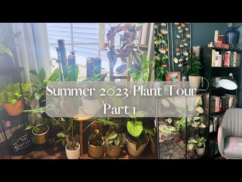 Summer 2023 Houseplant Tour Pt. 1 (Rare and common) 200+ Houseplants!
