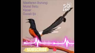 Download lagu MASTERAN MURAI BATU FULL TEMBAKAN,jeda 30 detik mp3 Download lagu MASTERAN MURAI BATU FULL TEMBAKAN,jeda 30 detik mp3