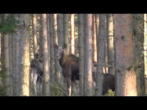 Przedwiośnie nad Biebrzą