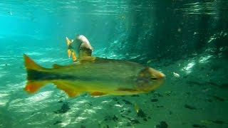 preview picture of video 'Freshwater fish, Fluctuation, Rio da prata, Jardim, Mato Grosso do Sul,'