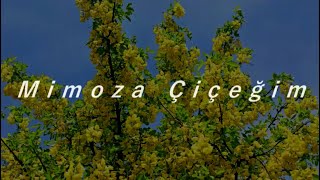 Volkan Konak - Mimoza Çiçeğim ♥ (Sözleri)