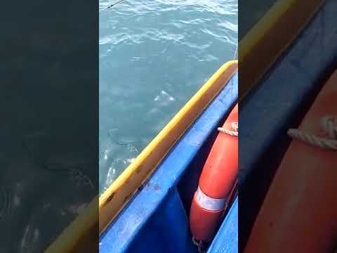 shimano baitrunner 12000d...terbaik ..