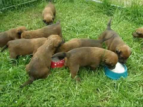 Irish Terrier am 27. Tag