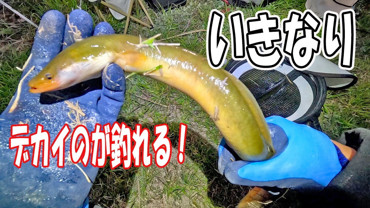 淡路島でうなぎとナマズを釣って食べてみた
