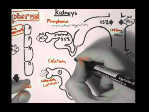 Gastric Acid Physiology Secretion Ulcers Acid Reflux and Treatment