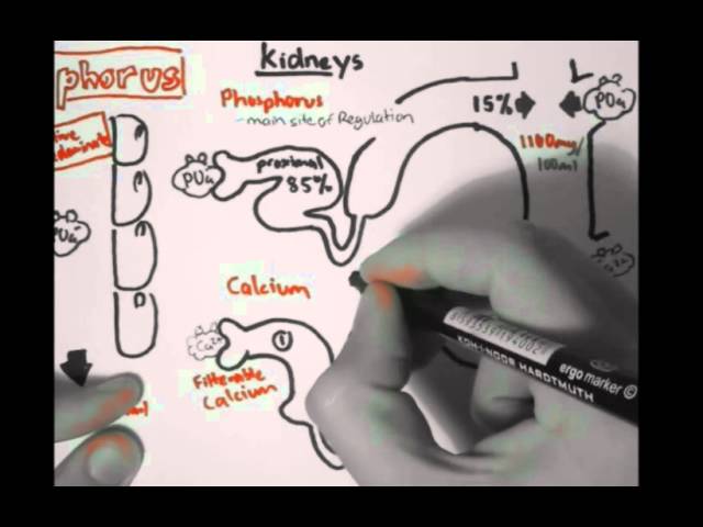 Bone Homeostasis (Calcium and Phosphorus) Part II