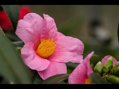 Die Kamelie (Camellia japonica) - richtig schneiden, gießen, pflegen, überwintern und düngen!