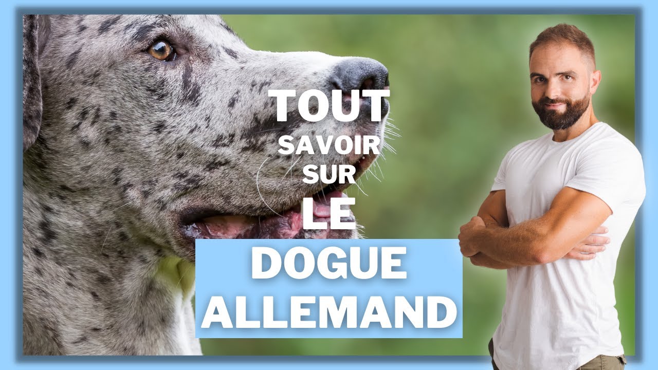 Le Dogue Allemand : caractère, éducation, comportement, santé : on vous dit tout !