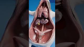 Download lagu What's Inside a Guinea Pig? 🐹 mp3 Download lagu What's Inside a Guinea Pig? 🐹 mp3