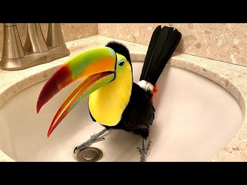 This rescued toucan has become the most curious bird of all time!
