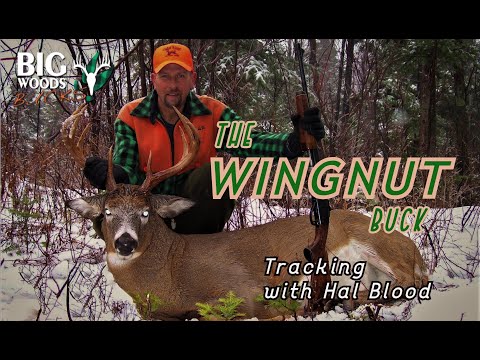 The Wingnut Buck | Tracking with Hal Blood