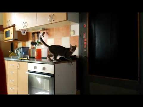 Čičmunda otevírá dveře