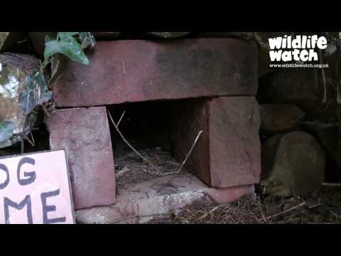 Wildlife Gadgetman - the Hog Box Trail Cam!