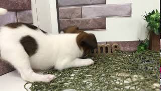 ハーフ犬の動画01