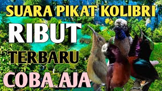 Download lagu Suara pikat kolibri ribut paling ampuh mp3