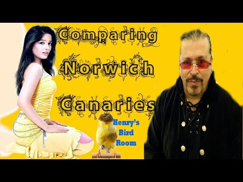 Comparing Norwich Canaries | Tips for Cross-Breeding | Henry's Bird Room