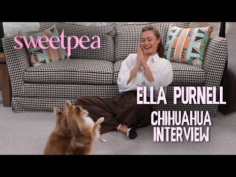 afbeelding Ella Purnell's CHAOTIC interview with Chihuahuas