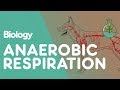 What Is Anaerobic Respiration | Physiology | Biology | FuseSchool