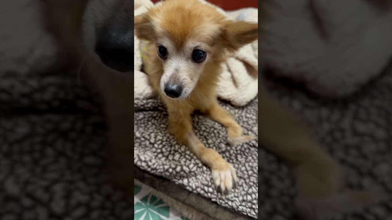 Enlarge Snail, a Adoptable mixed breed in Las Vegas, NV video 6/6