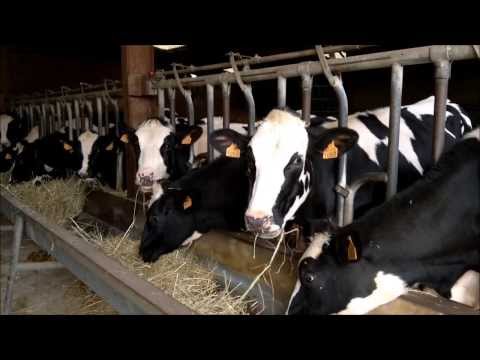 comment construire etable pour vache