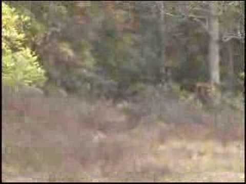 awesome bausum riding at btf