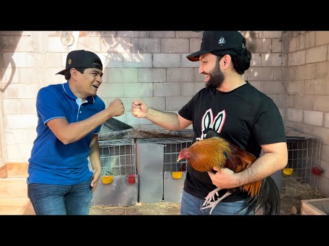 This Was My Roosters' First Event // El Chettos Game (Humbertto Lopez)