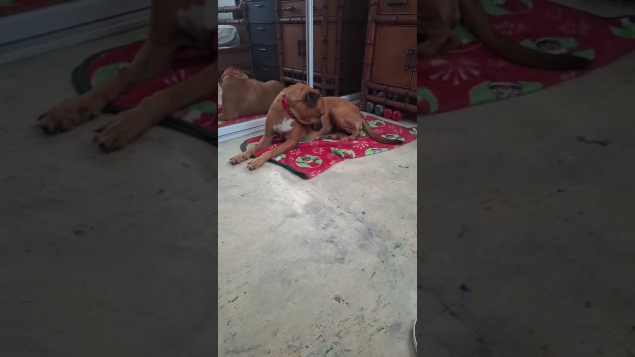 Enlarge NADINE (out of town), a Adoptable mixed breed in New York, NY video 4/4