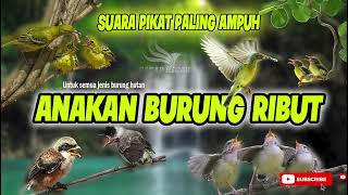 Download lagu Suara PIKAT SEMUA JENIS BURUNG \\ ANAKAN BURUNG RIBUT LINK DOWNLOAD MP3 DIDESKRIPSI mp3 Download lagu Suara PIKAT SEMUA JENIS BURUNG \\ ANAKAN BURUNG RIBUT LINK DOWNLOAD MP3 DIDESKRIPSI mp3