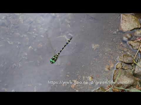 オニヤンマのホバリングをTG-5のスローモーションで撮影