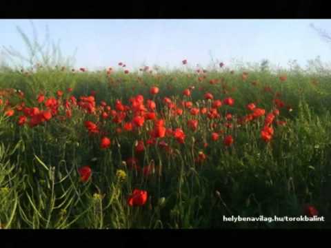 Kovács Apollónia - Messze vagyok idegenbe, kitaszítva,elfeledve