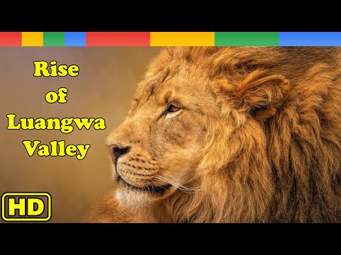 Lion Documentary  -  Rise of Luangwa Lion Pride Africa 2023