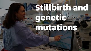 Newswise:Video Embedded stillbirth-and-chronic-disease-link-identified-in-world-first-discovery