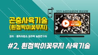 [곤충사육기술] part2. 흰점박이꽃무지(꽃벵이) 사육기술