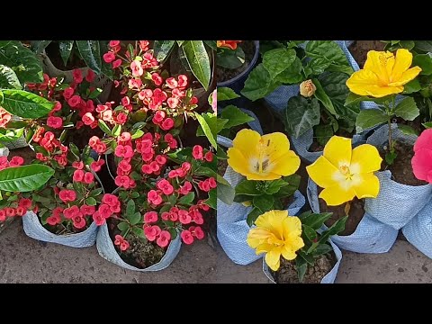 Current Prices Of Different Types Of Flower Plants In Bengal Flower Plants Market At Galiff Street