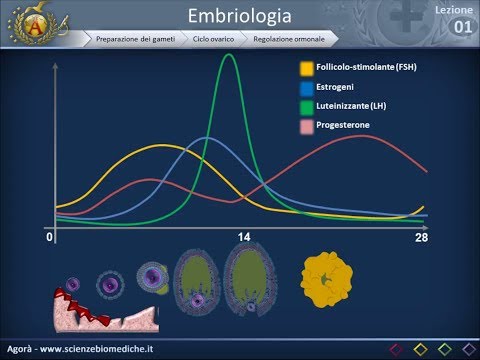 Embriologia 01 - Apparati riproduttori e ciclo ovarico