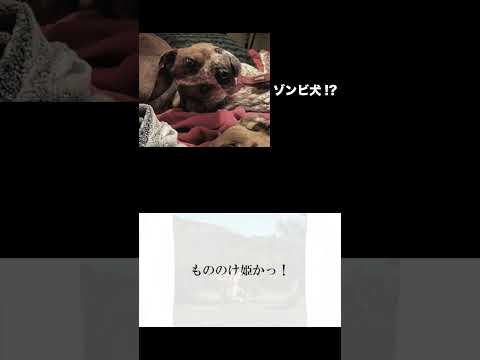 目の錯覚がインターネットを混乱させています – 「最初に 2 匹の犬とその飼い主が見え、その後…」
