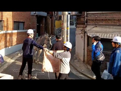Escaped zebra causes a stir in residential area