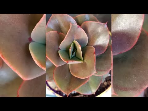 Succulent/Echeveria Affinis x costa ||Fahmida's Gardening