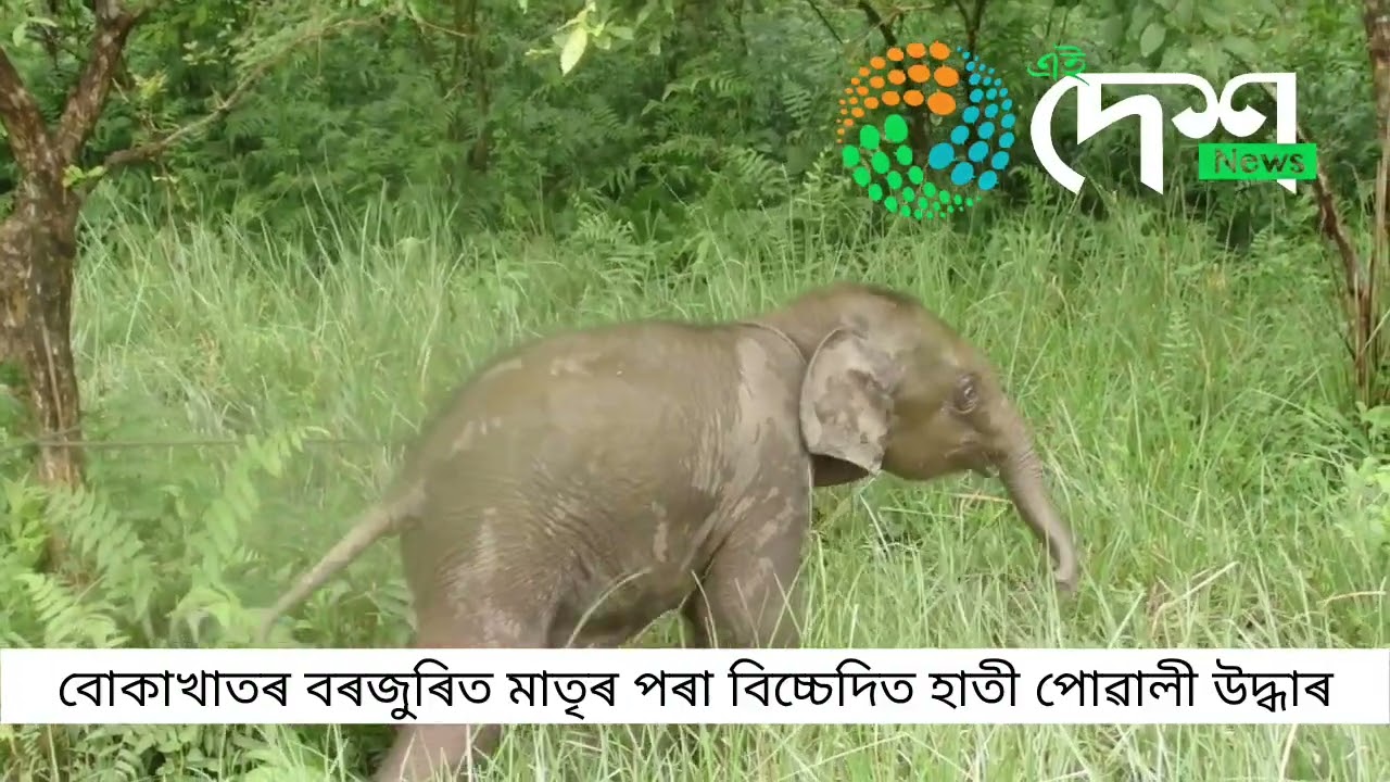 বোকাখাত বনাঞ্চলৰ বনকৰ্মীৰ সুদক্ষ তৎপৰত্তাত জাকৰ পৰা বিচ্চেদিত কনমানি হাতীপোৱালী উদ্ধাৰ  : সফলতাৰে জাকৰ সৈতে পুনৰ মিলন :