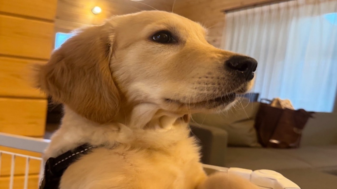 2階に興味津々なゴールデンレトリバーのラキさん。