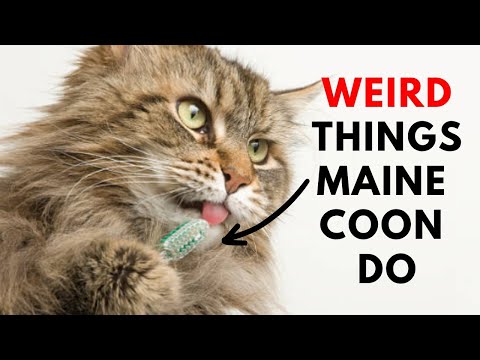 15 Weird Things Maine Coon Do