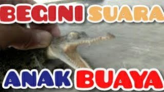 Download lagu SUARA ANAK BUAYA ⚠️ DI TAMBAK UDANG WINDU *THE VOICE OF THE CHILDREN IN THE WINDU SHRIMP TAMBAK* mp3 Download lagu SUARA ANAK BUAYA ⚠️ DI TAMBAK UDANG WINDU *THE VOICE OF THE CHILDREN IN THE WINDU SHRIMP TAMBAK* mp3