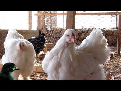 , title : 'BRAHMA chickens-LAVENDER / WHITE - 4 monhts old -chickens breeds- AGROKOTA.GR'