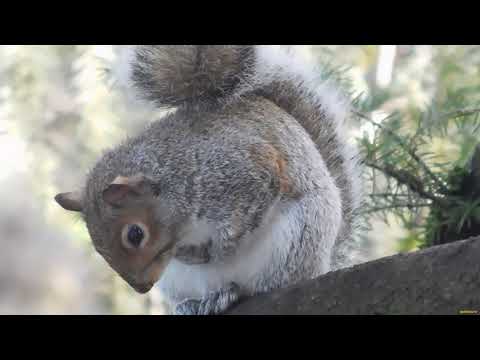 Squirrels. Episode 134.
