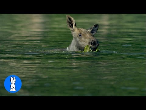 Cute Baby Moose Compilation!